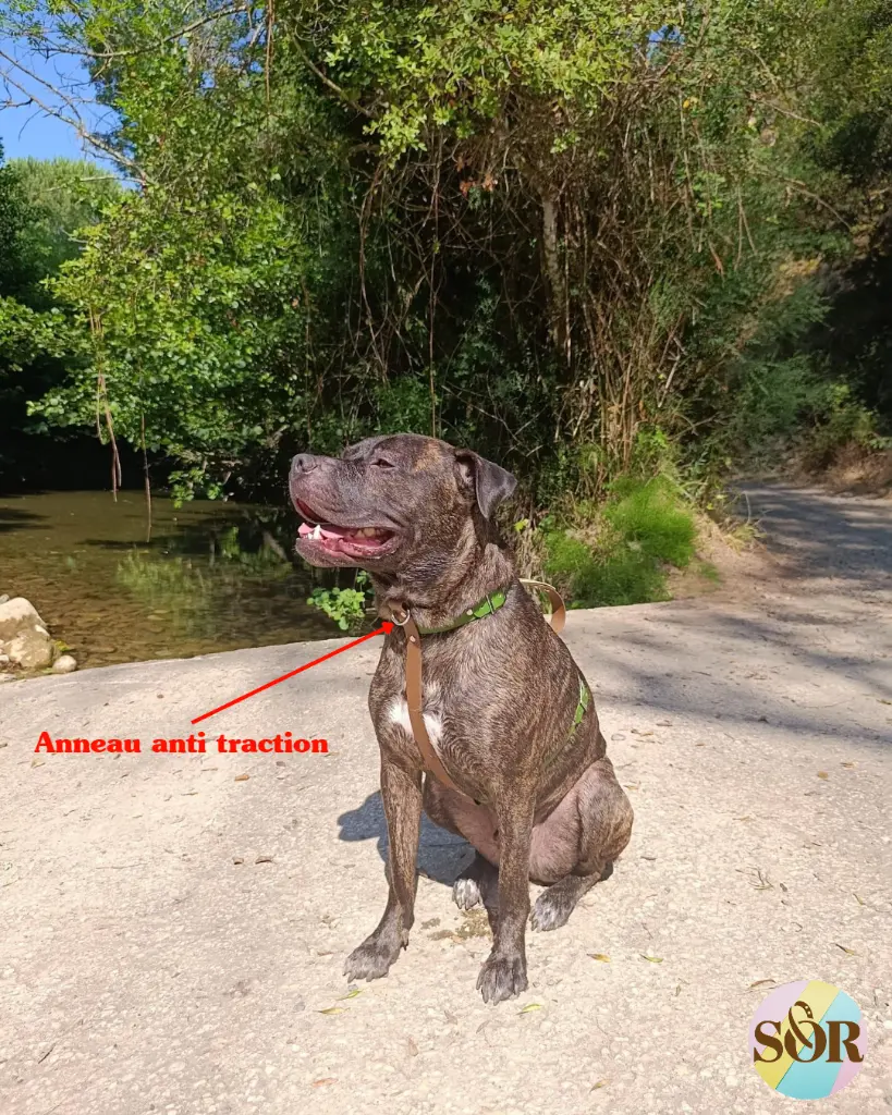 Untitled Project (75).webp